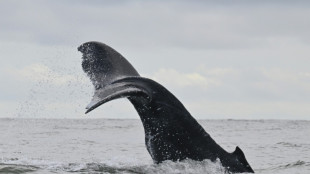 Kabinett beschlie&szlig;t Beitritt zu UN-Hochseeschutzabkommen