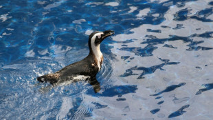 Ping&uuml;inos de El Cabo sufrieron una hambruna masiva en Sud&aacute;frica, seg&uacute;n un estudio