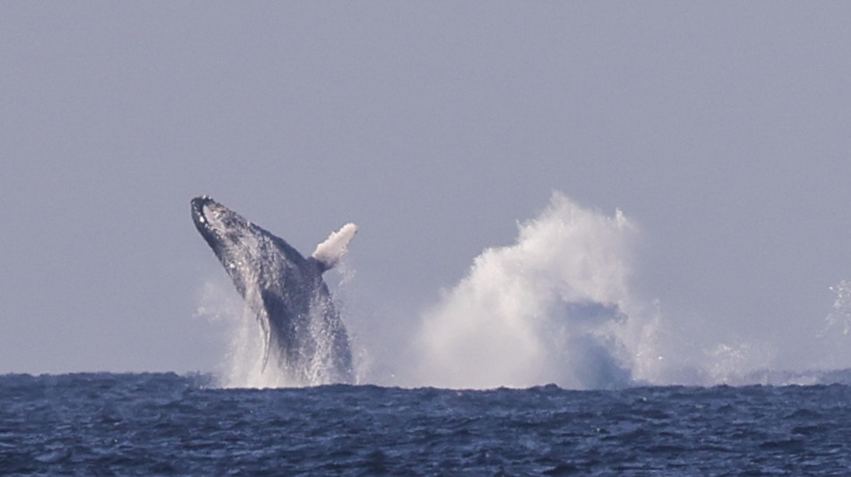 La Groenlandia orientale invasa dalle balene giganti alla ricerca di cibo