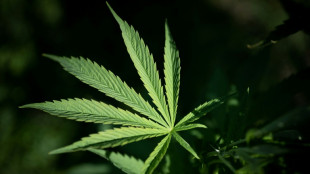 F&uuml;nf Cannabisplantagen bei Gro&szlig;razzia in Nordrhein-Westfalen entdeckt