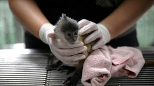 En ligne ou infiltr&eacute;s, ils luttent contre le trafic d'animaux sauvages en Tha&iuml;lande