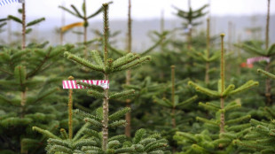 Mehr als 70 Weihnachtsb&auml;ume in nordrhein-westf&auml;lischem Moers gestohlen