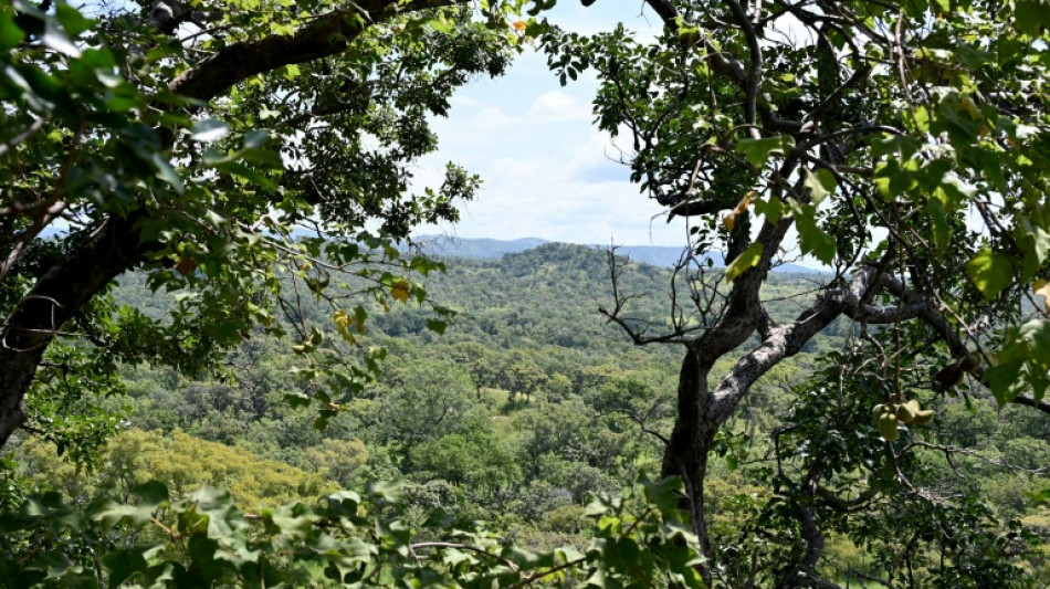 Endangered across west Africa, leopards thrive in I.Coast reserve