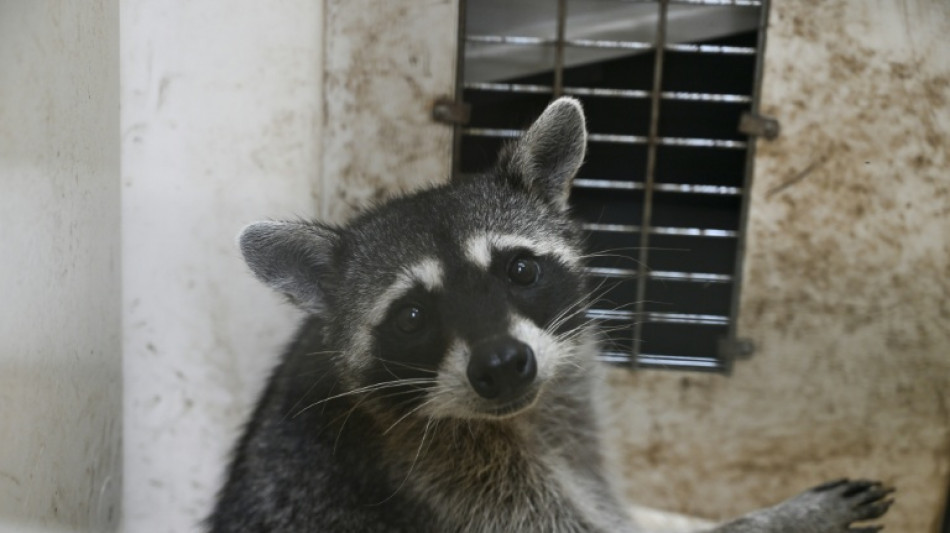 Un mapache duerme una borrachera en el ba&ntilde;o de una licorer&iacute;a de EEUU