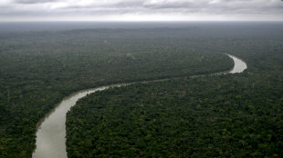 Estudo mostra como punhado de esp&eacute;cies de &aacute;rvores impulsiona recupera&ccedil;&atilde;o da Amaz&ocirc;nia