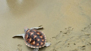 Drei geschmuggelte Schildkr&ouml;ten in Baden-W&uuml;rttemberg entdeckt
